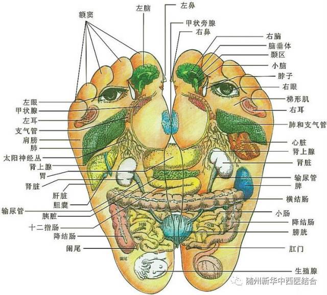 脚底是五脏六腑的反映区,当人的内脏机能发生障碍时,足部的对应位置会