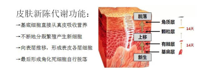 皮肤专题3:关于皮肤感觉和吸收功能的5个真相