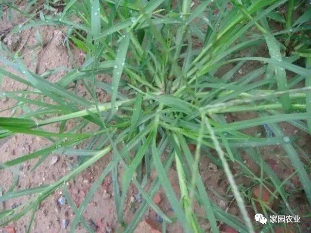 水稻禾本科杂草排名!果园杂草如何除?高效,彻底,安全!