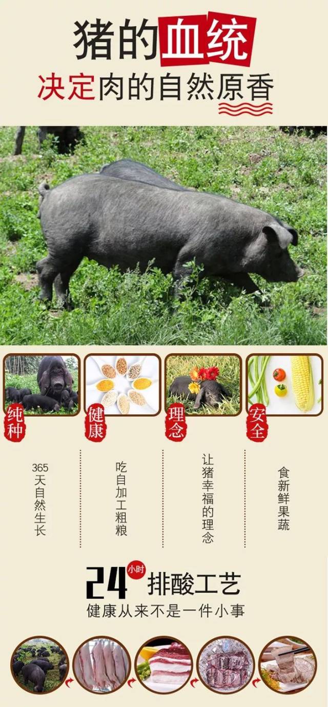 1,生态黑猪肉皮中富含大量胶原蛋白和弹性蛋白,对于对抗衰老,延缓