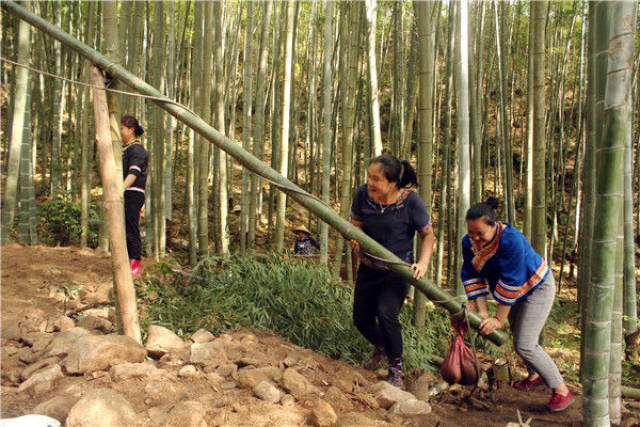 广东连山壮民自创竹制吊石器,弱女子轻松吊起重百斤的大石头