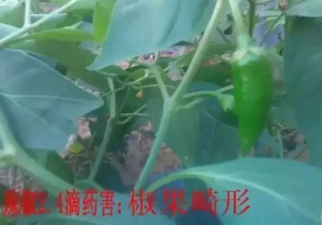 【管理】打药易漂移,药害避免不了,怎么办?