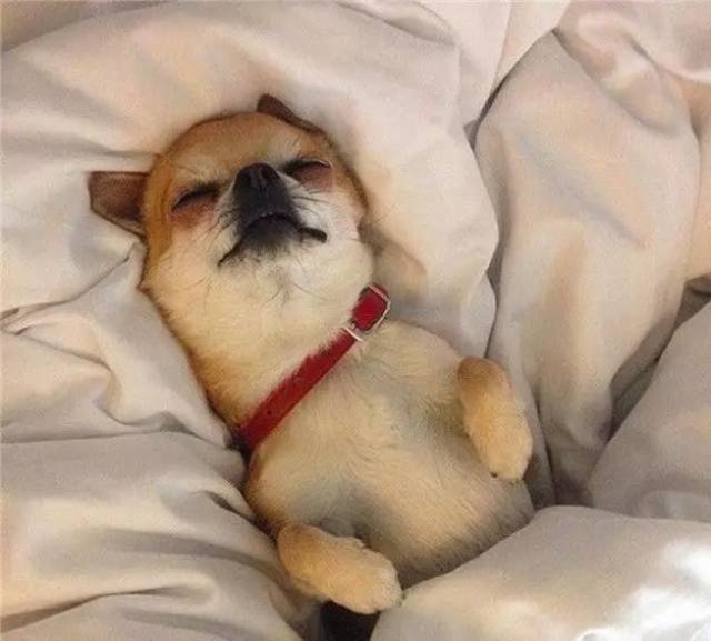 当然啦,狗狗跑到床上就一个目的,就是睡觉,只是那睡姿真够辣眼睛的,不