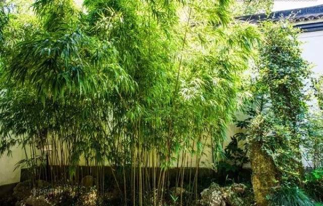 有一个竹林院子,才是极具风雅之事!