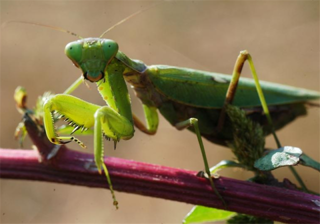 宠物螳螂喜欢啃手皮,充当零食,主人却一脸享受