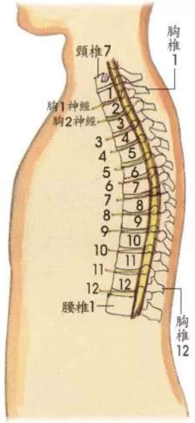 人体疾病与脊柱错位关系一览表