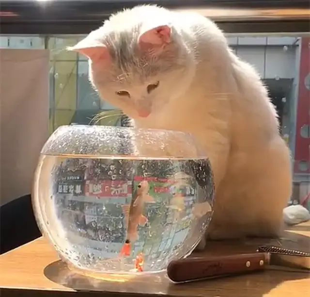 猫咪蹲在鱼缸旁边,吓得小鱼装死:我死了不新鲜了,不要