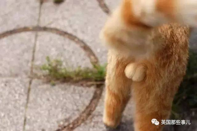 给绝育的猫狗做硅胶蛋蛋假体…他卖假狗蛋成了百万富翁!