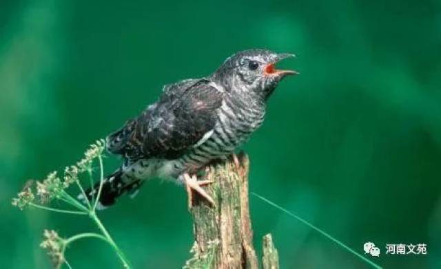 布谷鸟的叫声||周国利