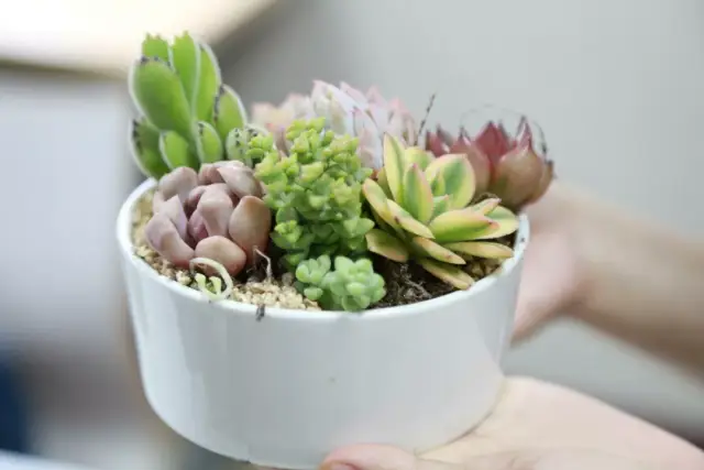 多肉diy种植现场,全是认真脸.