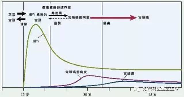 hpv人口_hpv症状图片