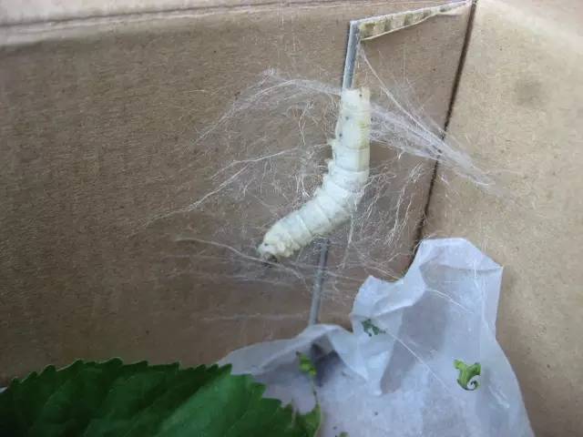 因为小时候没养过蚕,为了弥补小时候的遗憾,于是
