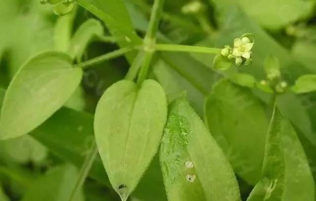 别名:茹藘,茹卢本,茅搜,藘茹,搜,茜根,蒨草,地血,牛蔓,芦茹,血见愁