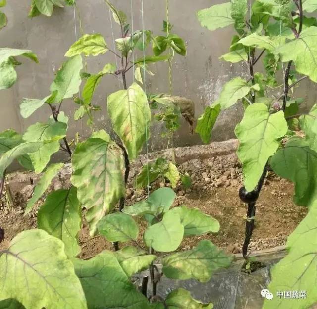 茄子青枯病——剖开茎部看到木质部变褐,挤压切面会流出菌脓