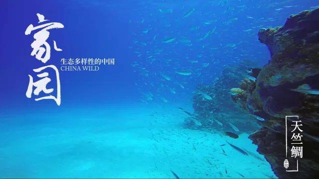 央视热播纪录片《家园 生态多样性的中国》同