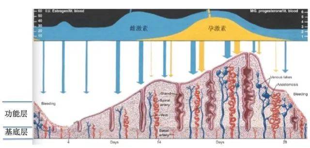 正常的子宫内膜周期