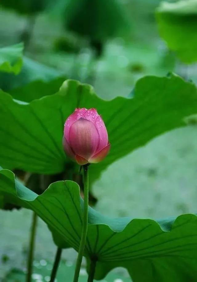 如果心累了,听听这首《微风细雨》