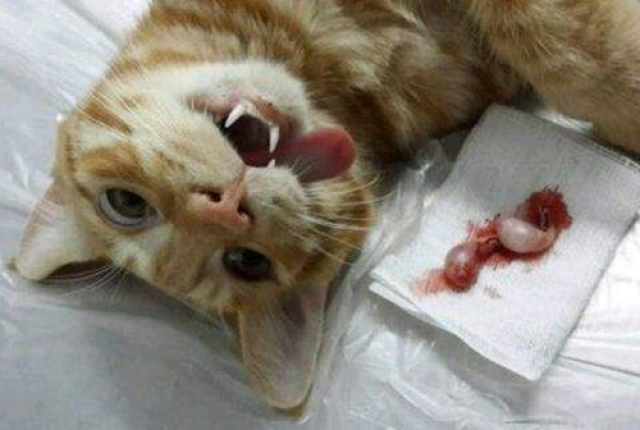 猫宠物店绝育,猫宠物店绝育能做好吗,猫宠物店绝育正规吗