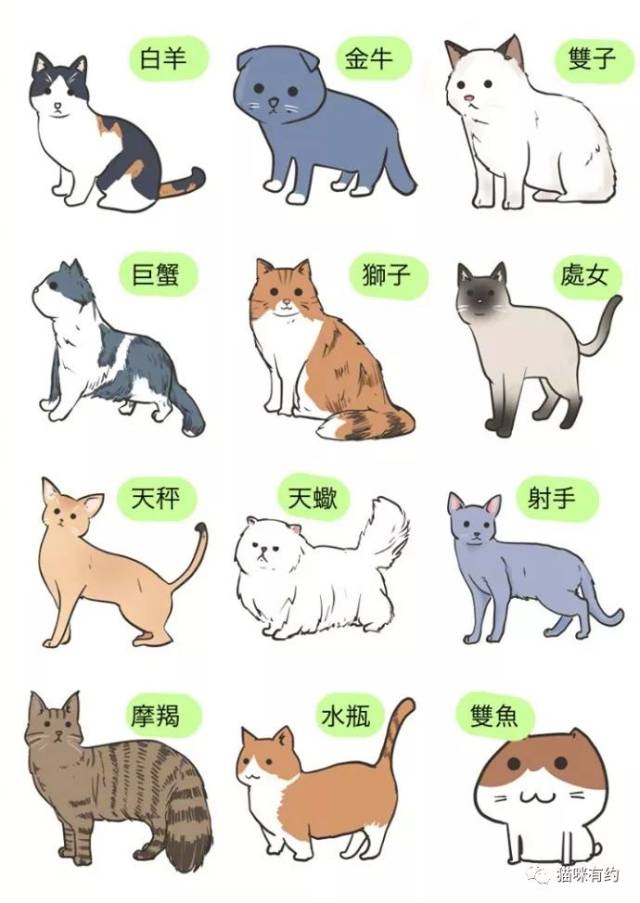 白羊—三花;金牛—折耳;双子—布偶;巨蟹—蓝白;狮子—橘猫;处女—