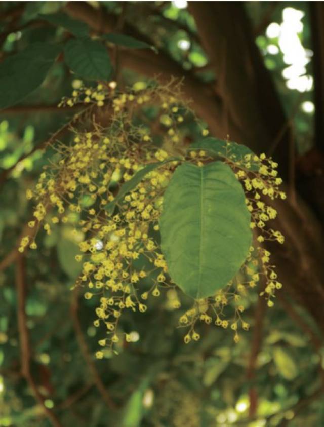 苹婆的花序及叶