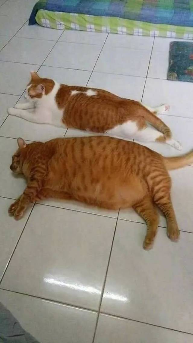 有一位网友家里养了一只加白橘猫和纯橘猫,大家可以对比一下,一个是