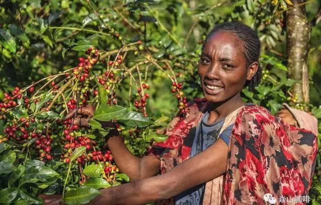 【浓郁咖啡】非洲咖啡各大产区咖啡详解