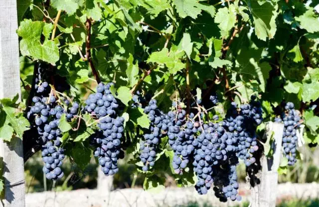 吃葡萄必须要知道的五个禁忌