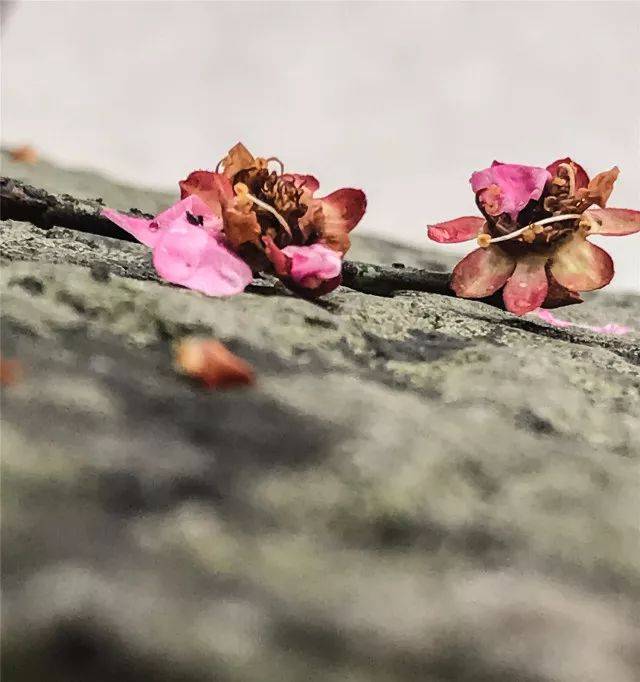 春夏秋冬,花开花败,曾经美丽的花朵零落在地上,心生惋惜 .