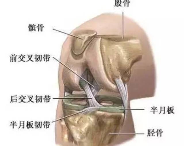 踝关节是人体重要的称重和运动关节,它由胫,腓骨的下端与距骨滑车