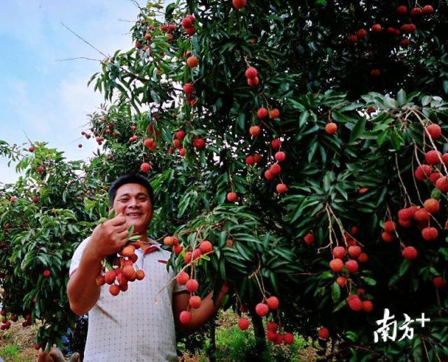 啖荔枝,赏美景,游乡村……从化荔枝大片在播出