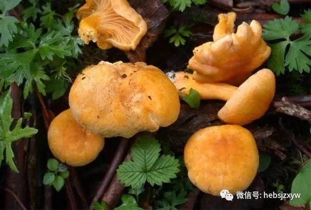 提示:山上采的野生菌请认真识别清楚,没有把握的情况下,切勿乱食用!