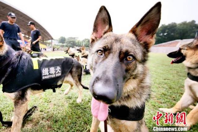 缉毒犬实战演练在南京举行:30只警犬集中亮相"秀绝活"