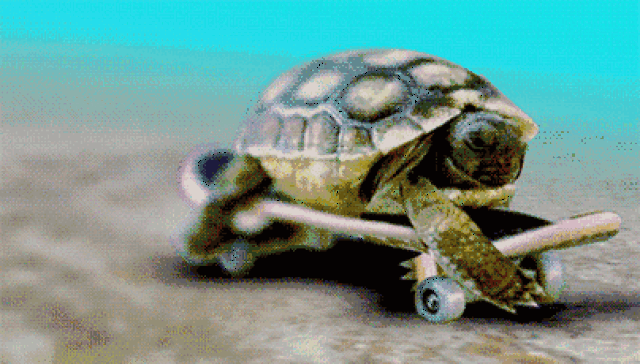 总是听说"龟兔赛跑" 百度过乌龟的重量 但从来没有亲手感受过 乌龟在