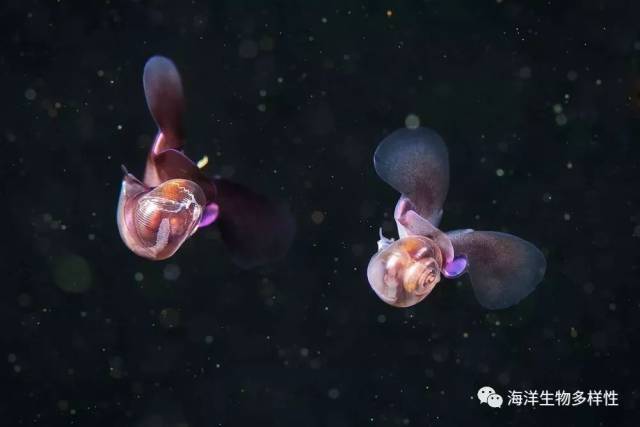 海洋科普(420)| 没壳的蜗牛:海蝴蝶