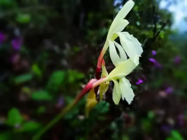 黄色早花象牙参