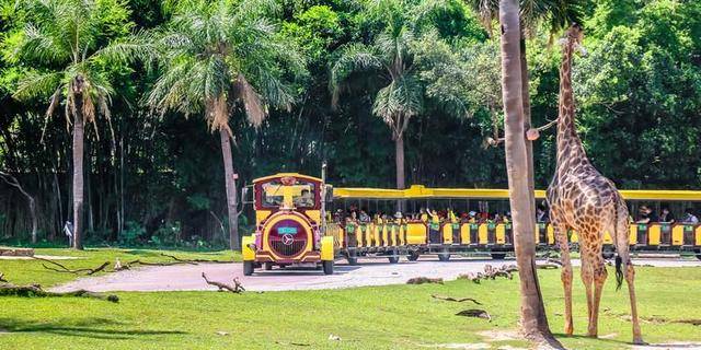 另类四不像马来貘 | 马来西亚国宝, 尽在长隆野