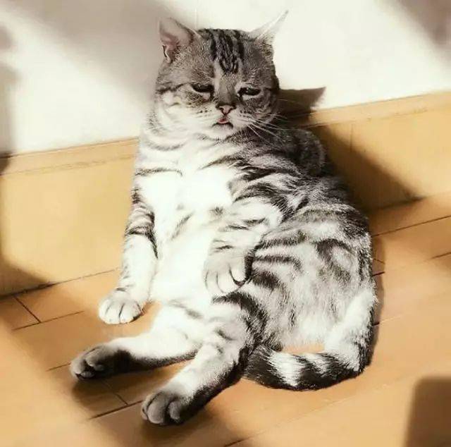 luhu:脂肪让猫憔悴
