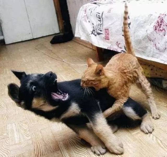 为什么狗心甘情愿被猫欺负,看到这些我瞬间明白!