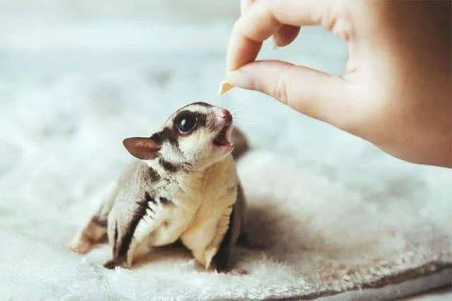 1 蜜袋鼯 suger glider 蜜袋鼯产于澳洲,属于有袋的鼠类.