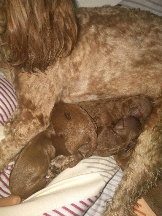 网友:泰迪终于生了五只小狗,真是太可爱了