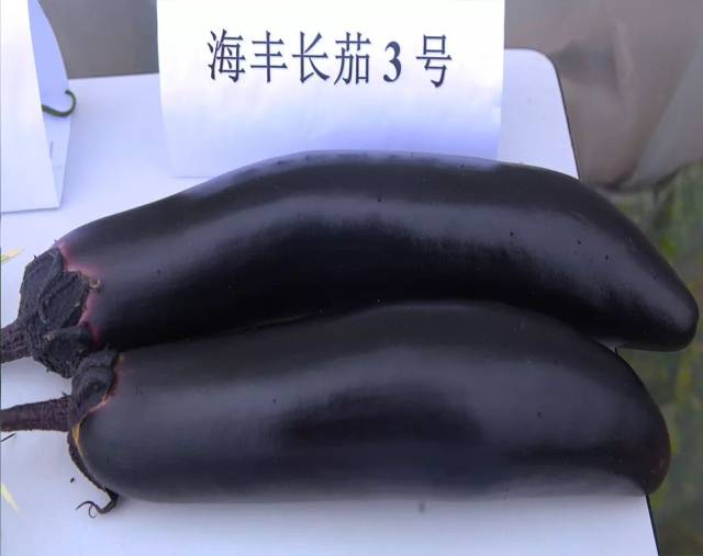 甜椒海丰188和海丰11号,粗羊角椒海丰104,牛角椒海丰长龙和海丰n-1