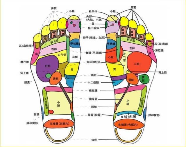 人体的各组织器官在人体双足都有其对应的解剖部位,即反射区