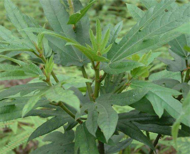 很有天然奶香味的南芪之称野生植物五指牛奶稀少了