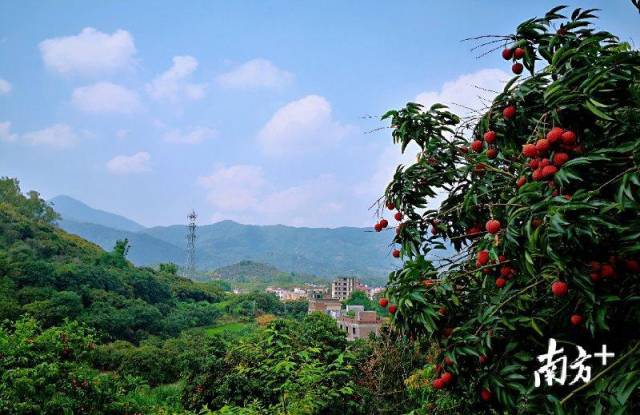 啖荔枝,赏美景,游乡村…从化荔枝宣传大片在央视播出