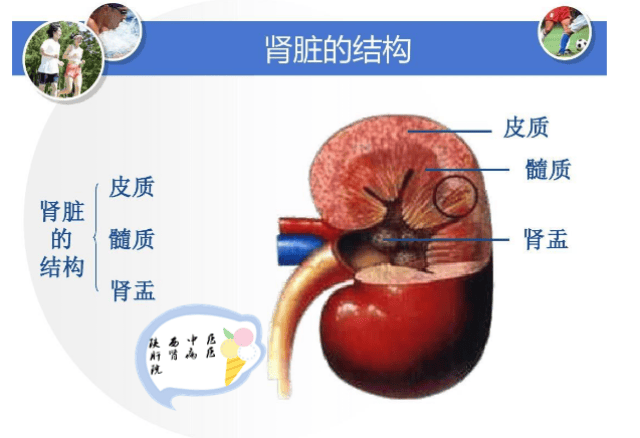 听说这样做能保护肾脏!饭后"一不要" 睡前"二不要"!