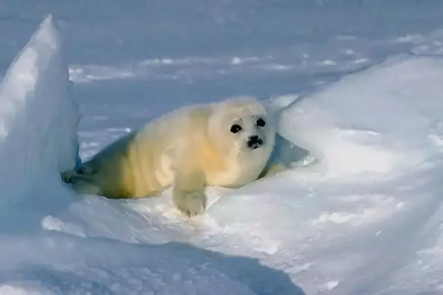 40000 只南北极动物,还有一整个游乐园随便嗨