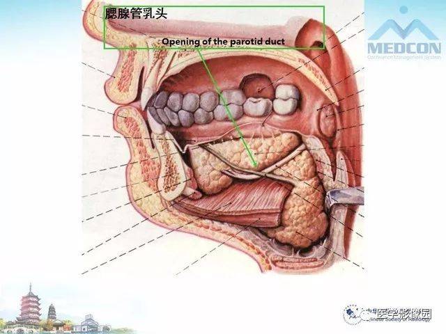 腮腺区结核与其他感染性疾病的影像诊断及鉴别诊断 | 影像天地