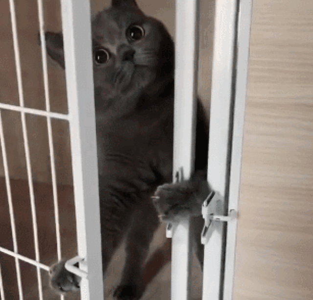 猫咪就这么在网友眼皮子底下,尴尬又识趣的自己把笼子的门给关上了!
