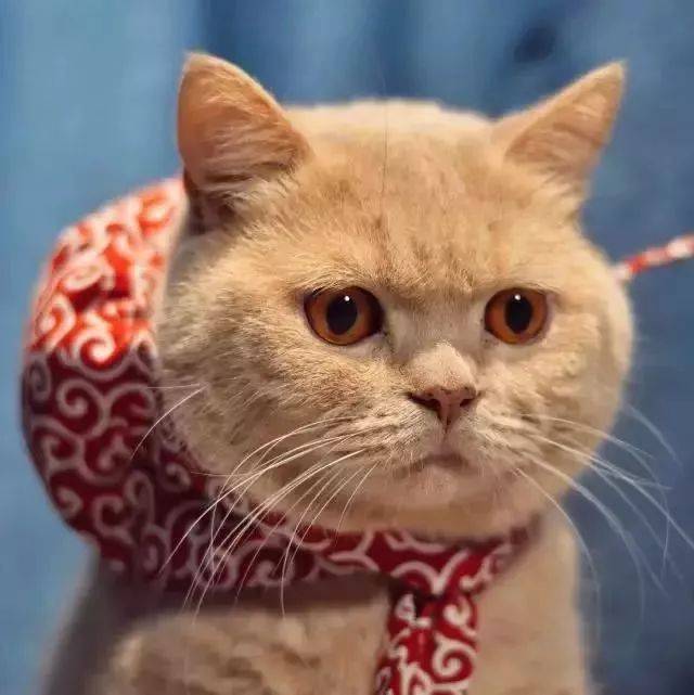 有个做饭难吃的妈妈是一种怎样的体验?笑出腹肌-搞笑