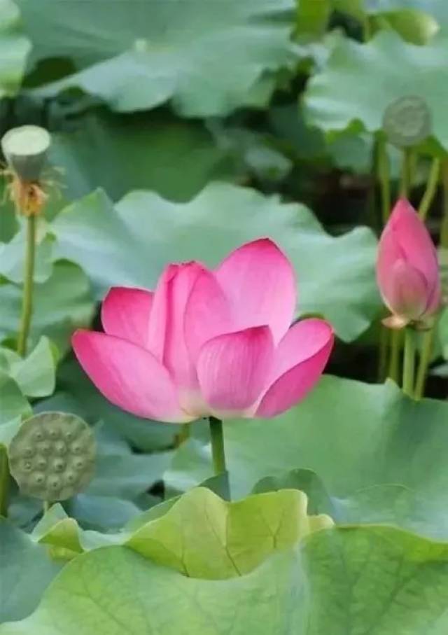 沉静的眼,平和的心 除此世上还有什么更可贵.